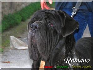 Romano by Pietro Anello 14 months,