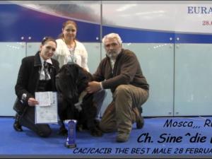 Mosca Ch. Sine^die Eracle. CAC CACIB 28 February 2009,,