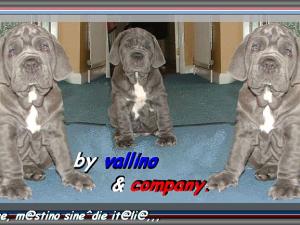 Vallino pappy