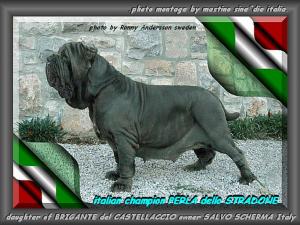 italian campion PERLA dello STRADONE 730
