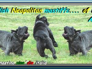 Swedish Neapolitan Mastiffs.... of Ronny Andersson oxo