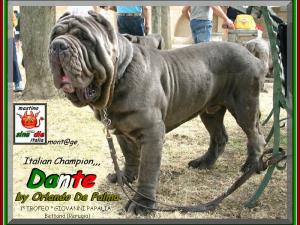Ch. Dante by Orlando De Palma,,,