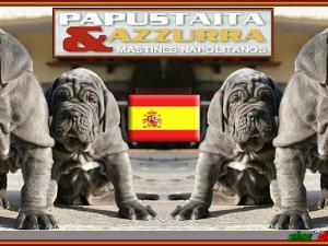 Azzurra & papustaita,,, cachorro
