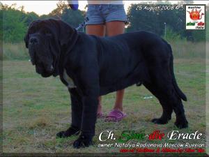 Sine^die Eracle,,, son of Siciliano 25 Augus 2008