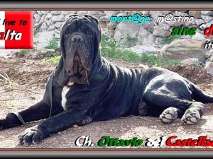 Ch. Ottavio del Castellaccio son of sine^die Sicano