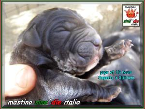 cuccioli Segesta x Siciliano 26 Agosto 2007