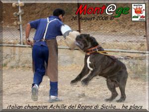 ch. Achille del Regno di Sicilia by Gianni di Blasi 28 August 2008,