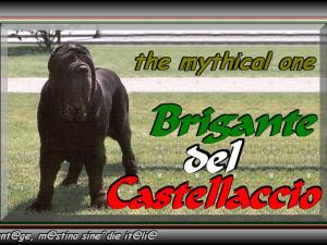 Brigante del castellaccio x colosseo