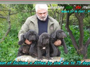 Children of Siciliano x Althea by sine^die to 75 days 230