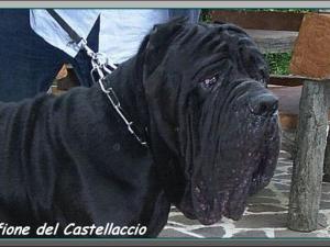 Ofione del castellaccio ,,,, son of sine^die Sicano 800 pixel