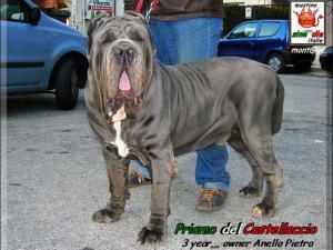 Priamo del Castellaccio,,, owner Anello Pietro,,, mont@ge mastino sine^die italia,,,
