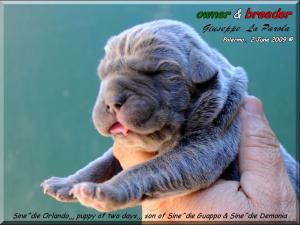 Cucciolo Demonia X Guappo Sine^die Orlando