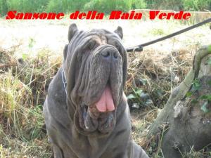 sansone della baia verde by vito salito