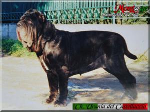 Champion Urania del Castellaccio