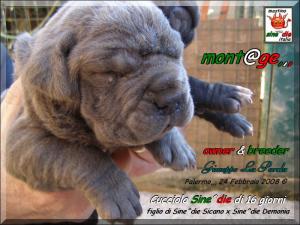 Cuccioli di Demonia & Sicano Sine^die,,, Palermo 24 Febbraio 2008,,, xox