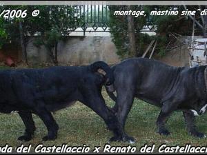 Renato x Ronda