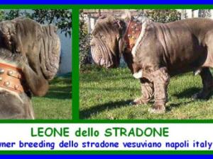 LEONE dello STRADONE xx