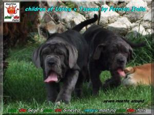 cuccioli sine^die Gege & Ginevra figli di Ustica x tzunami,,,