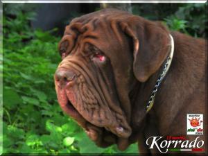 Korrado 13 months 31 October 2009,,,
