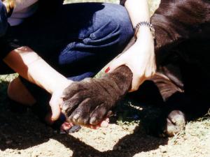 brigpaw