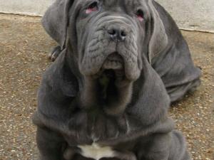The three azzurra puppies