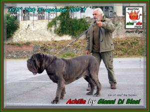 ATMQ 2007 Achille by Gianni Di Blasi,,, son of sine^die Sicano,,,  it WINS the first one on 30 subjects,,