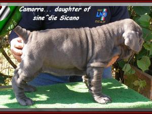 by sine^die Camorra daughter of sine^die Sicano.... 0352