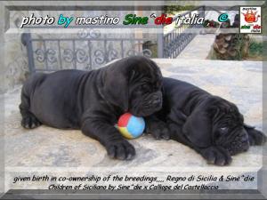 given birth in co-ownership of the breedings,,,, Regno di Sicilia & Sine^die,,