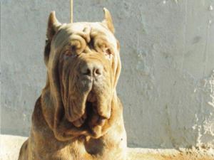 Hatrim della grotta azzurra - 20 mesi