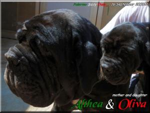 Oliva Sine^die with Althea