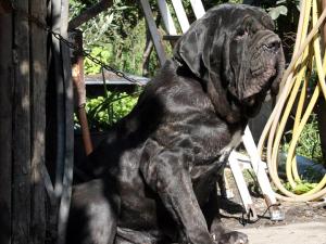 IMG_5865 lola