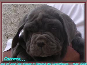 Carrera daughter of sine^die Sicano x Ramona del Castellaccio,,,