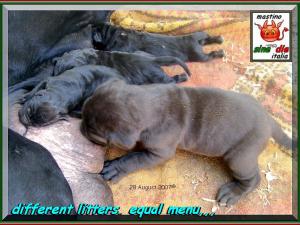 cuccioli Segesta x Siciliano 26 Agosto 2007,,,,0o0