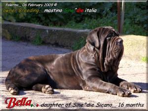 Bella,,, daughter of Sine^die Sicano 16 months