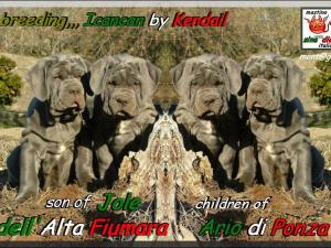 Cuccioli Incancan by Kendail