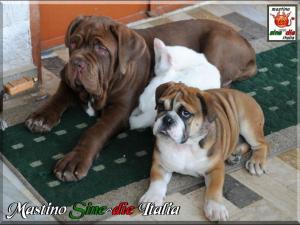Sine^die Osiride with my Bulldog,