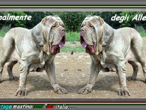 Finalmente degli Alleri... montage mastino sine^die italia... 900 doppio