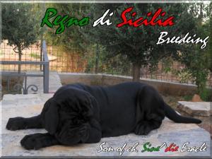 Ivan Regno di Sicilia