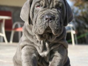 SANCHO DE AZZURRA 40 days