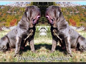 Perlita dello Stradone,,, owner breeding La Maeson de Maestral,,, double