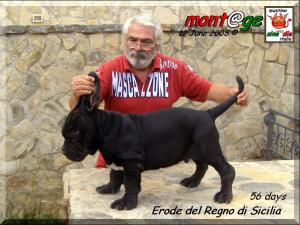 Erode del Regno di Sicilia,,, son of Siciliano by Sine^die 55 days,