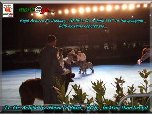 Expo Arezzo 20 Gennaio 2008 campione italiano Achille,,, migliore di razza