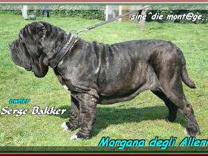 Morgana degli alleri,,, owner Serge Bakker,,,