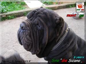 Sine^die Sicano 6 years,,, 31 gennaio 2008,,, allevatore & proprietario G. La Parola,,,
