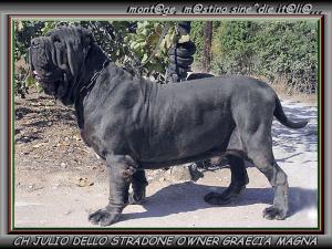 CH JULIO DELLO STRADONE OWNER GRAECIA MAGNA