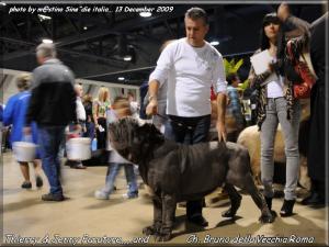 Expo Eukanuba California Ch. Bruno.