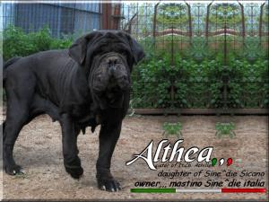 Althea,,, owner mastino Sine^die italia