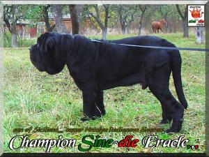 Champion Sine^die Eracle,,