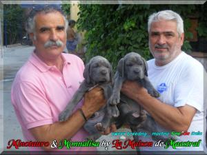 Minotauro & Monnalisa de La Maison de Maestral,,, owner breeding mastino Sine^die italia