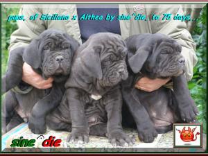 child of SICILIANO,,, 236